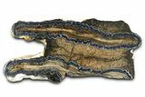 Mammoth Molar Slice With Case - South Carolina #377853-1